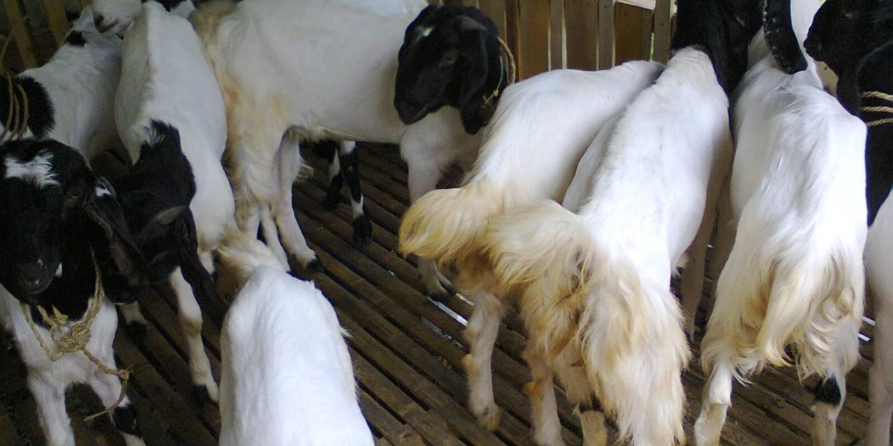Membuka Peluang Bisnis Berternak Kambing Etawa, Intip Caranya