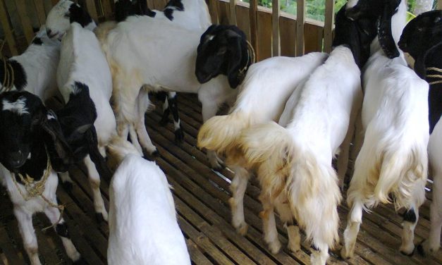 Membuka Peluang Bisnis Berternak Kambing Etawa, Intip Caranya