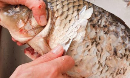 Goodbye Ribet: Bersihkan Sisik Ikan Keras Dengan Sangat Cepat