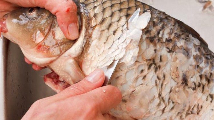 Goodbye Ribet: Bersihkan Sisik Ikan Keras Dengan Sangat Cepat