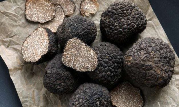 Jamur Truffle Yang Mahal Karena Sangat Sulit Untuk Di Temukan