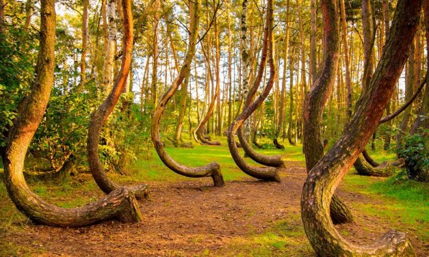 Hutan Bengkok Polandia Sebuah Hutan Purba Terakhir Di Eropa