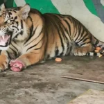 Tragedi Harimau Beku: Bongkar Sindikat Satwa Di Vietnam