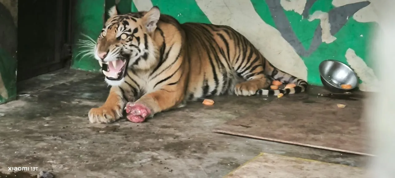 Tragedi Harimau Beku: Bongkar Sindikat Satwa Di Vietnam
